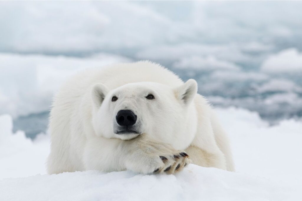 el oso polar se encuentra en peligro de extinción