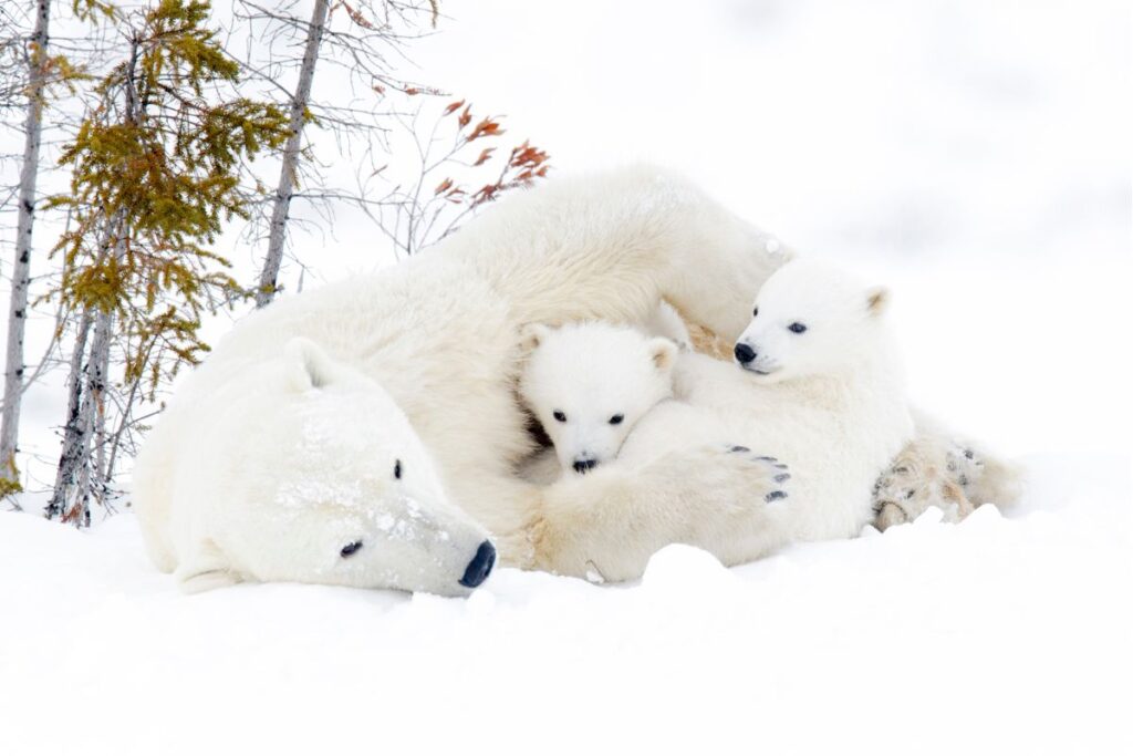 La importancia del oso polar