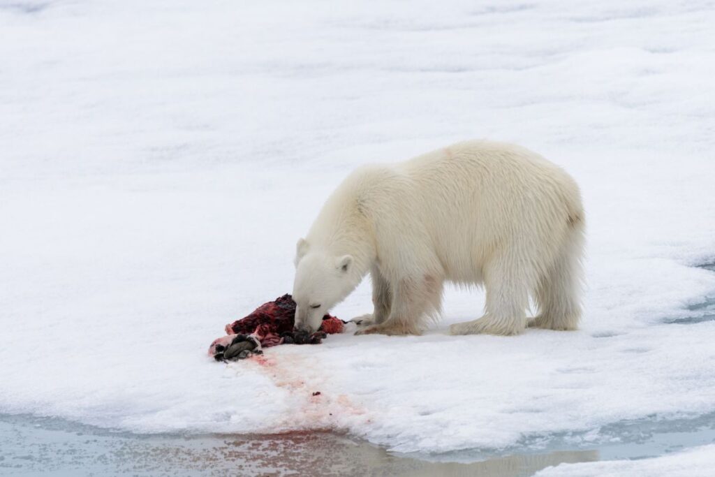 osos polar alimentándose de una presa